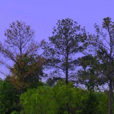 365平台下载手机版